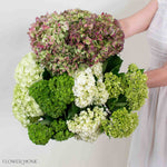 Green Blend and Burgundy Hydrangea Mixed Box