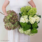Green Blend and Burgundy Hydrangea Mixed Box