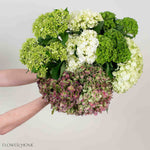 Green Blend and Burgundy Hydrangea Mixed Box