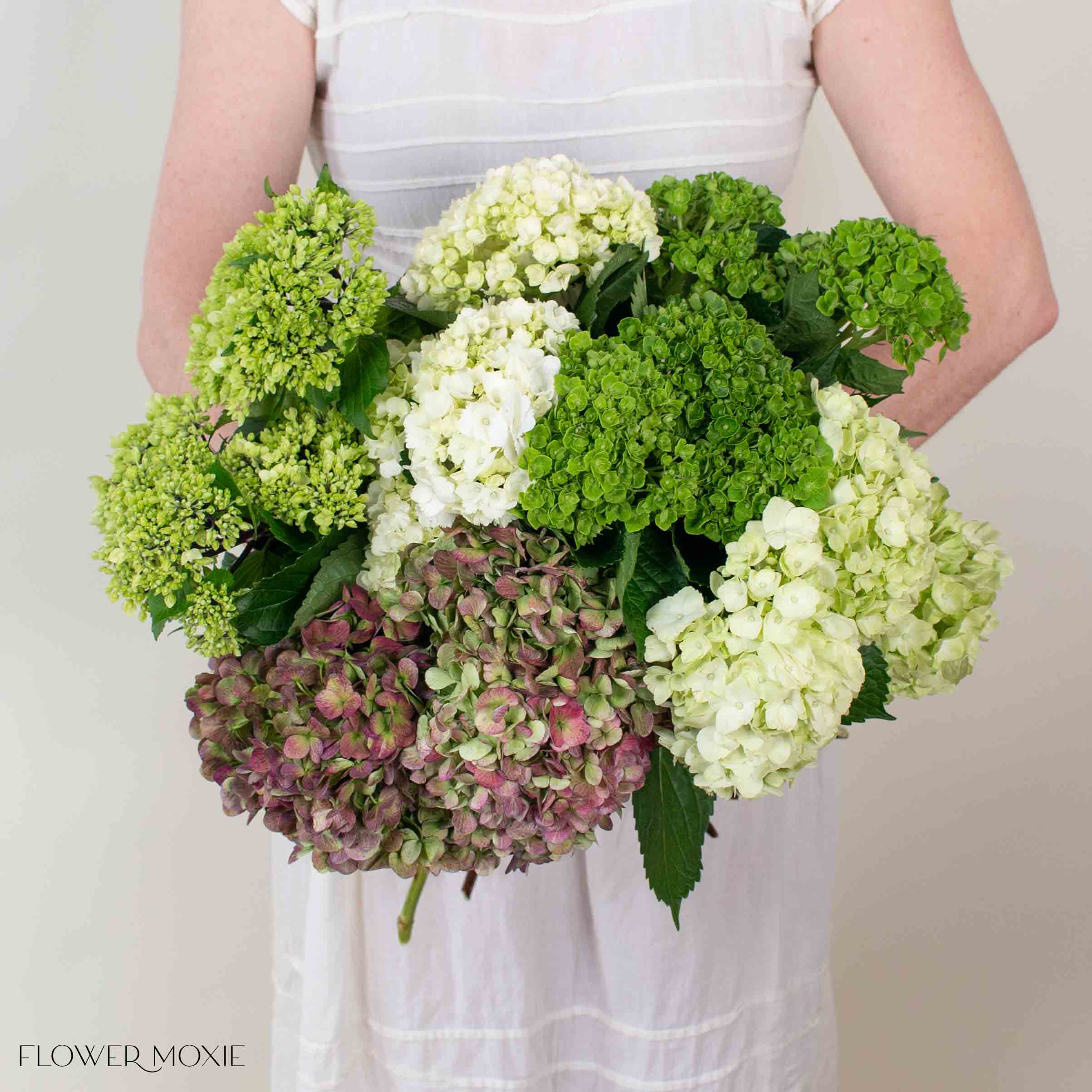 Green Blend and Burgundy Hydrangea Mixed Box