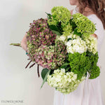 Green Blend and Burgundy Hydrangea Mixed Box