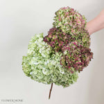 Green and Burgundy Antique Hydrangea Mixed Box