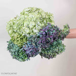 Green and Plum Antique Hydrangea Mixed Box
