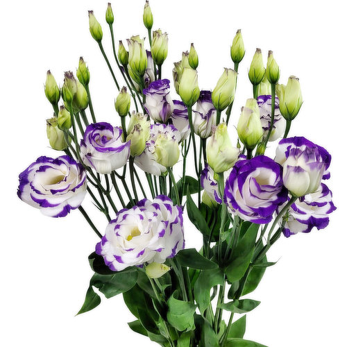White and Purple Lisianthus Flower