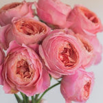 Pink Romantic Antike Garden Rose