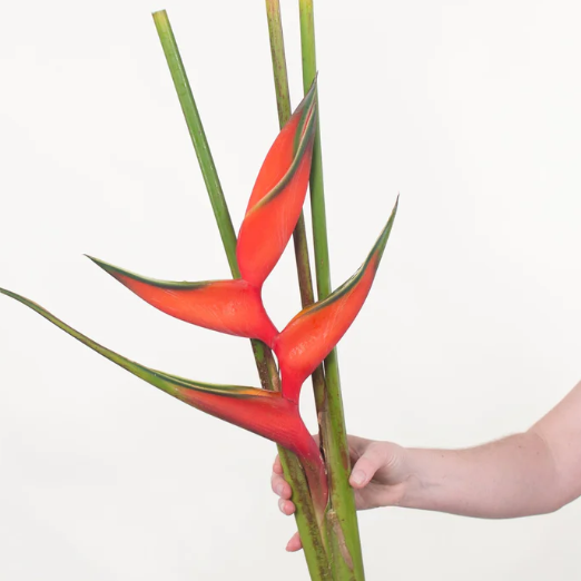 Red Iris Heliconia Flower