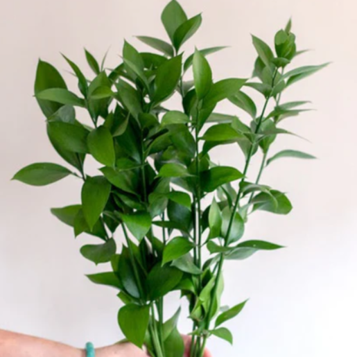 Israeli Ruscus Greenery