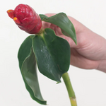 French Kiss Ginger Flower