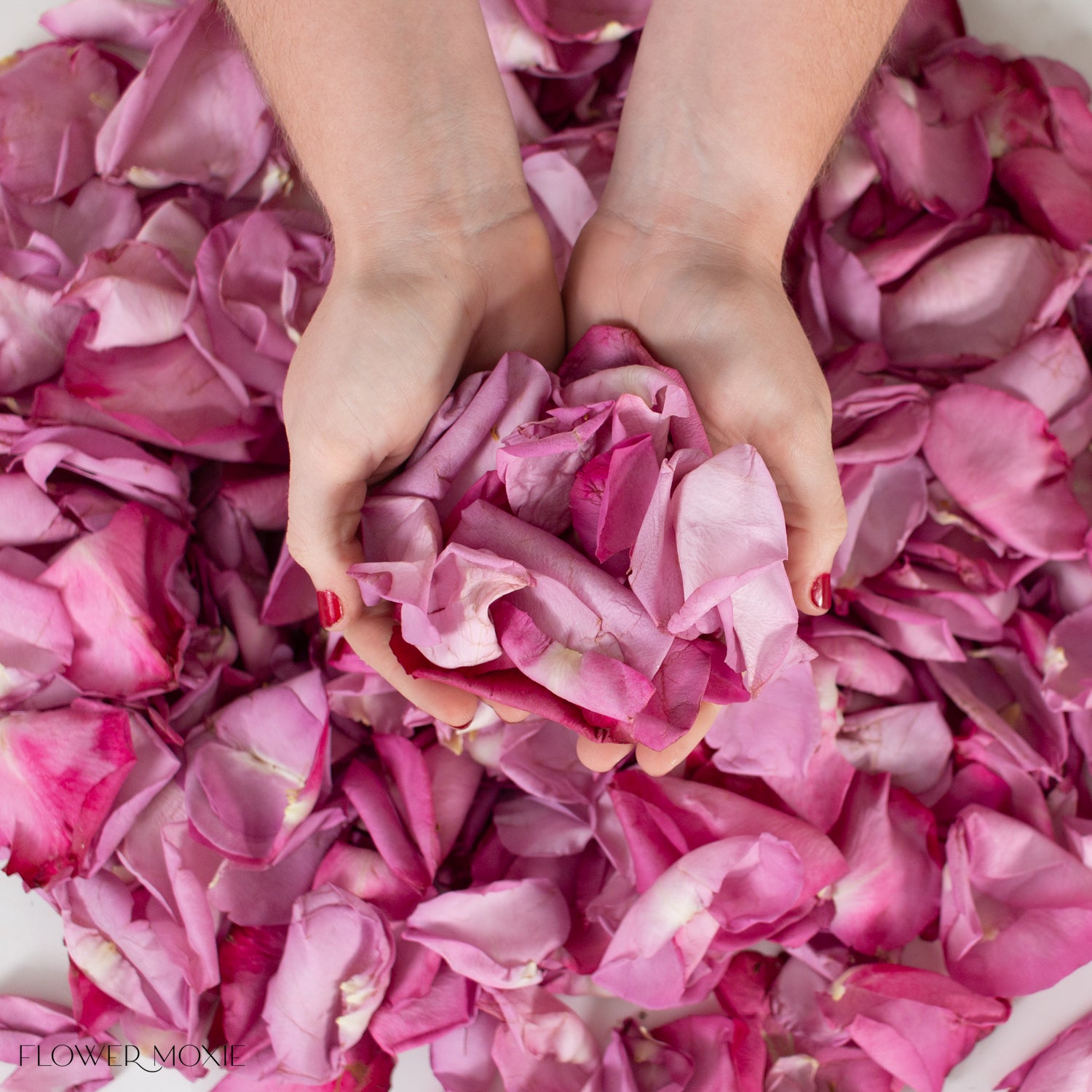 Lavender Rose Petals for Weddings