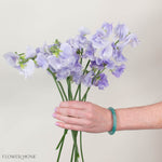 Lavender Sweet Pea Flower