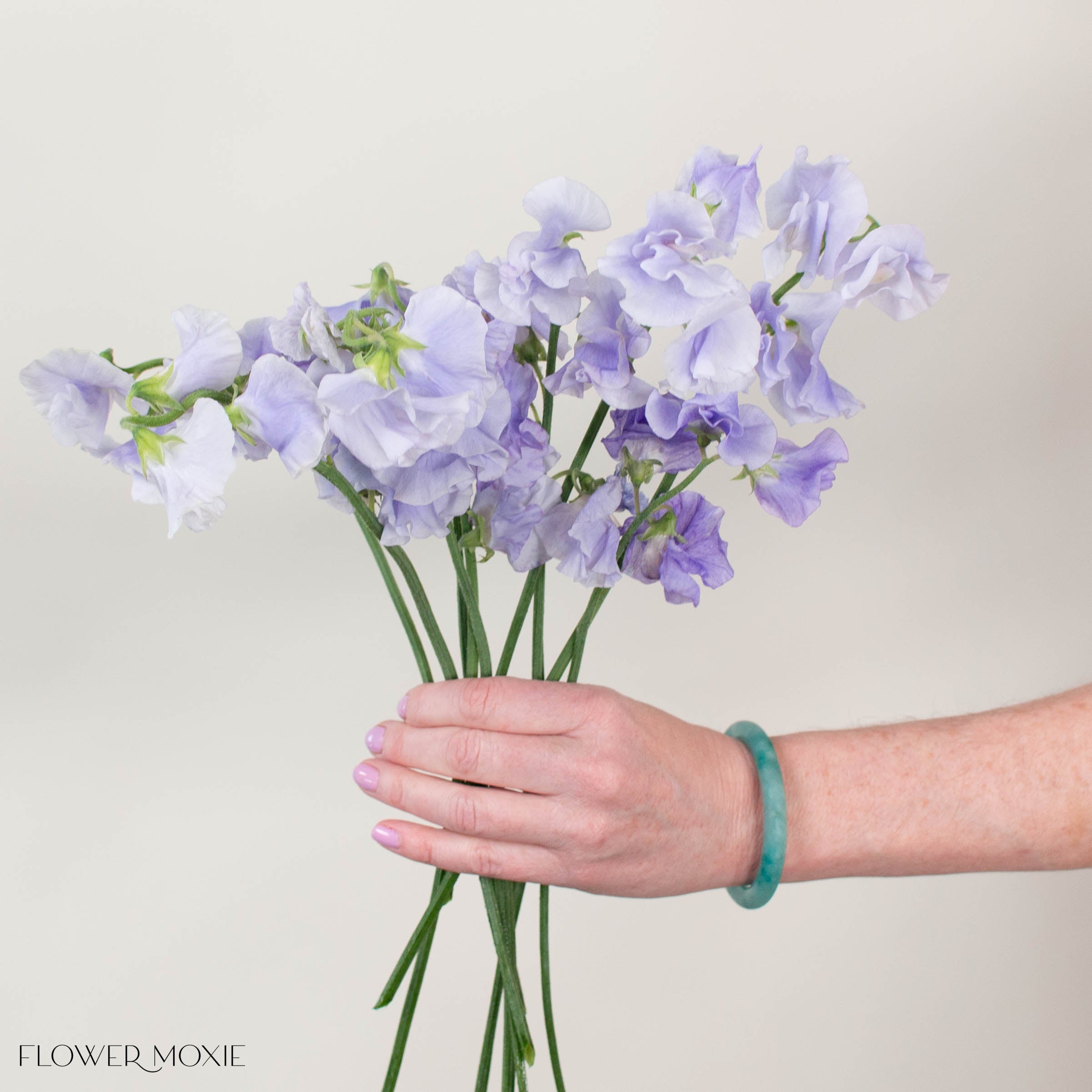 lavender pea flower Lavender Sweet Pea | DIY Flowers with Free Shipping