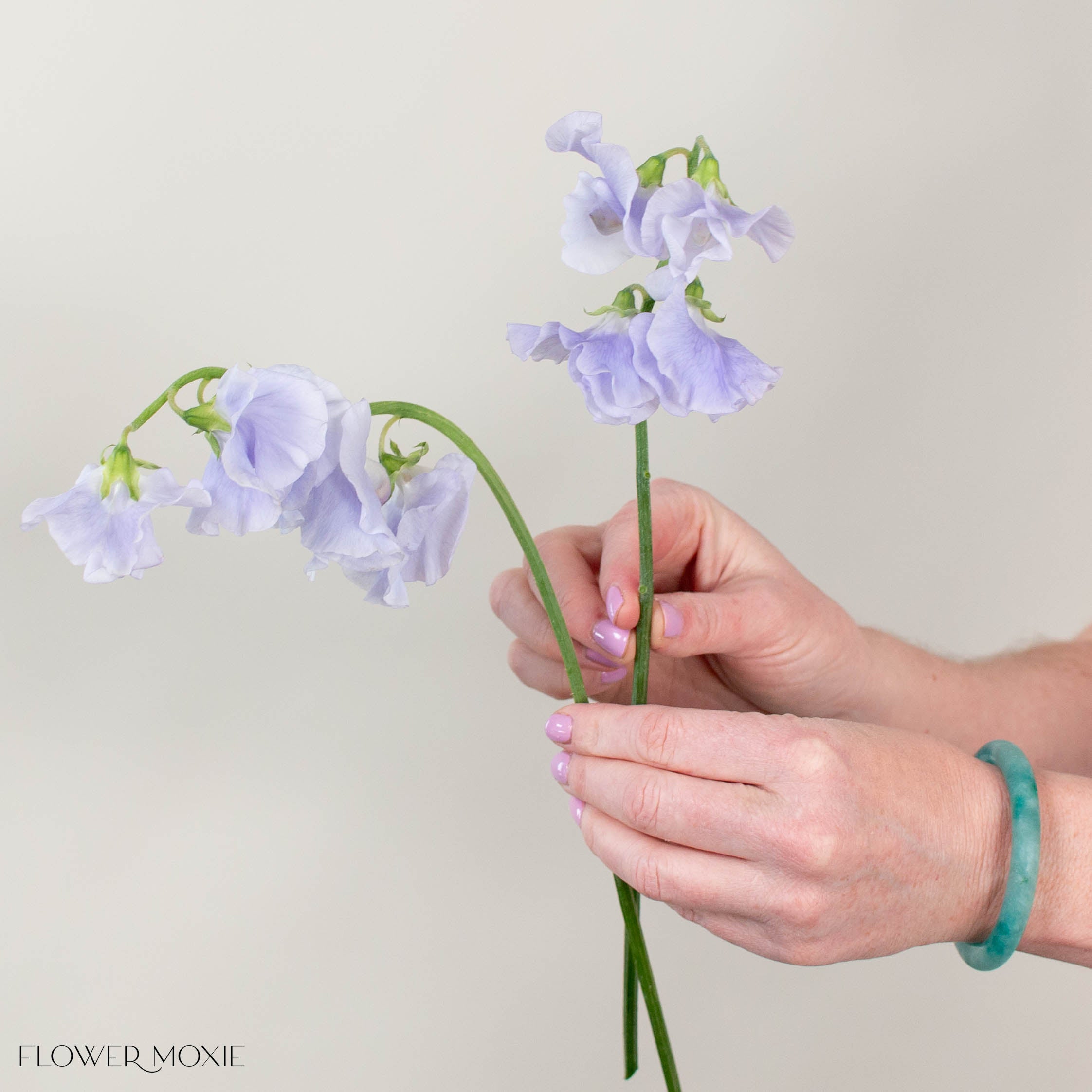 Lavender Sweet Pea Flower