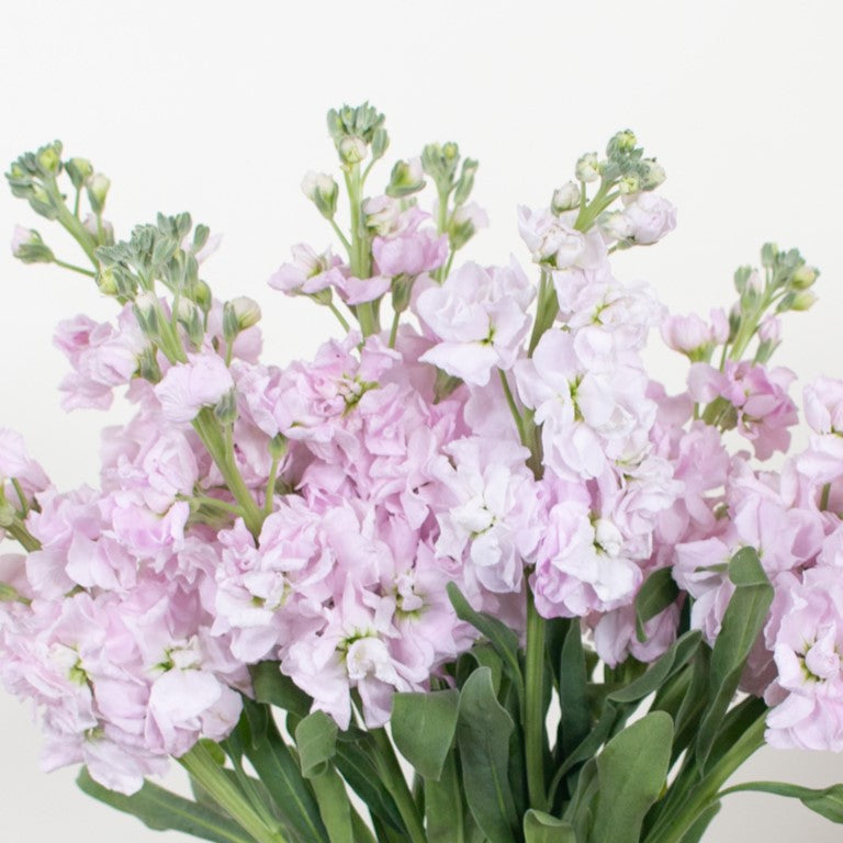 Light Pink Stock Flower