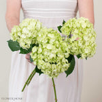 Lime Green Hydrangea Flower