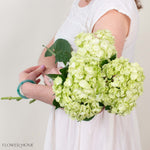 Lime Green Hydrangea Flower