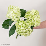 Lime Green Hydrangea Flower