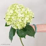 Lime Green Hydrangea Flower