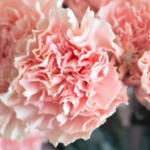 Light Pink Carnation Flower