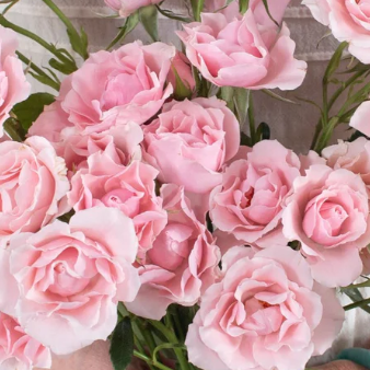 Light Pink Spray Rose Flower
