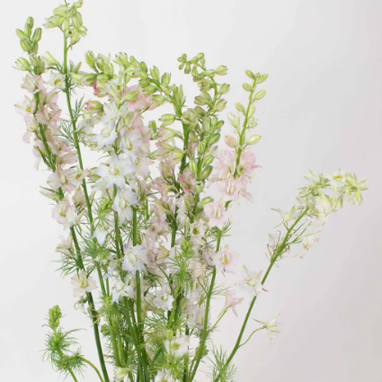 Light Pink Larkspur Flower