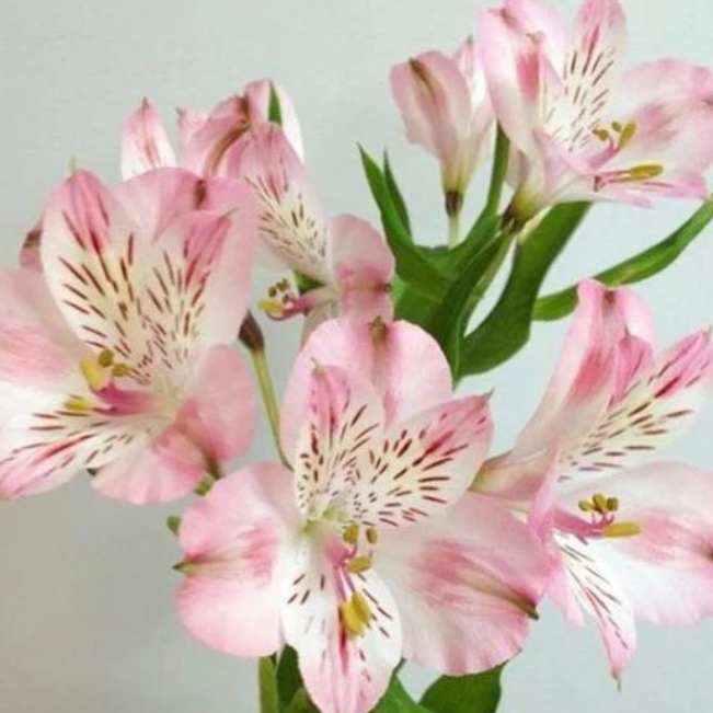 Light Pink Alstromelia Flower
