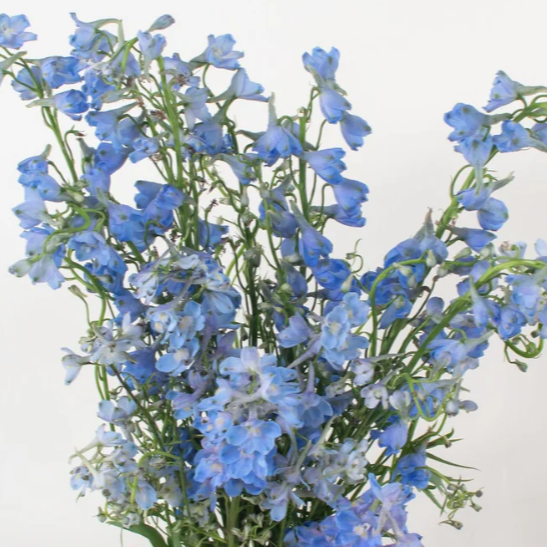Light Blue Delphinium Flower