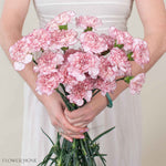 Mariposa Carnation