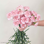 Mariposa Carnation
