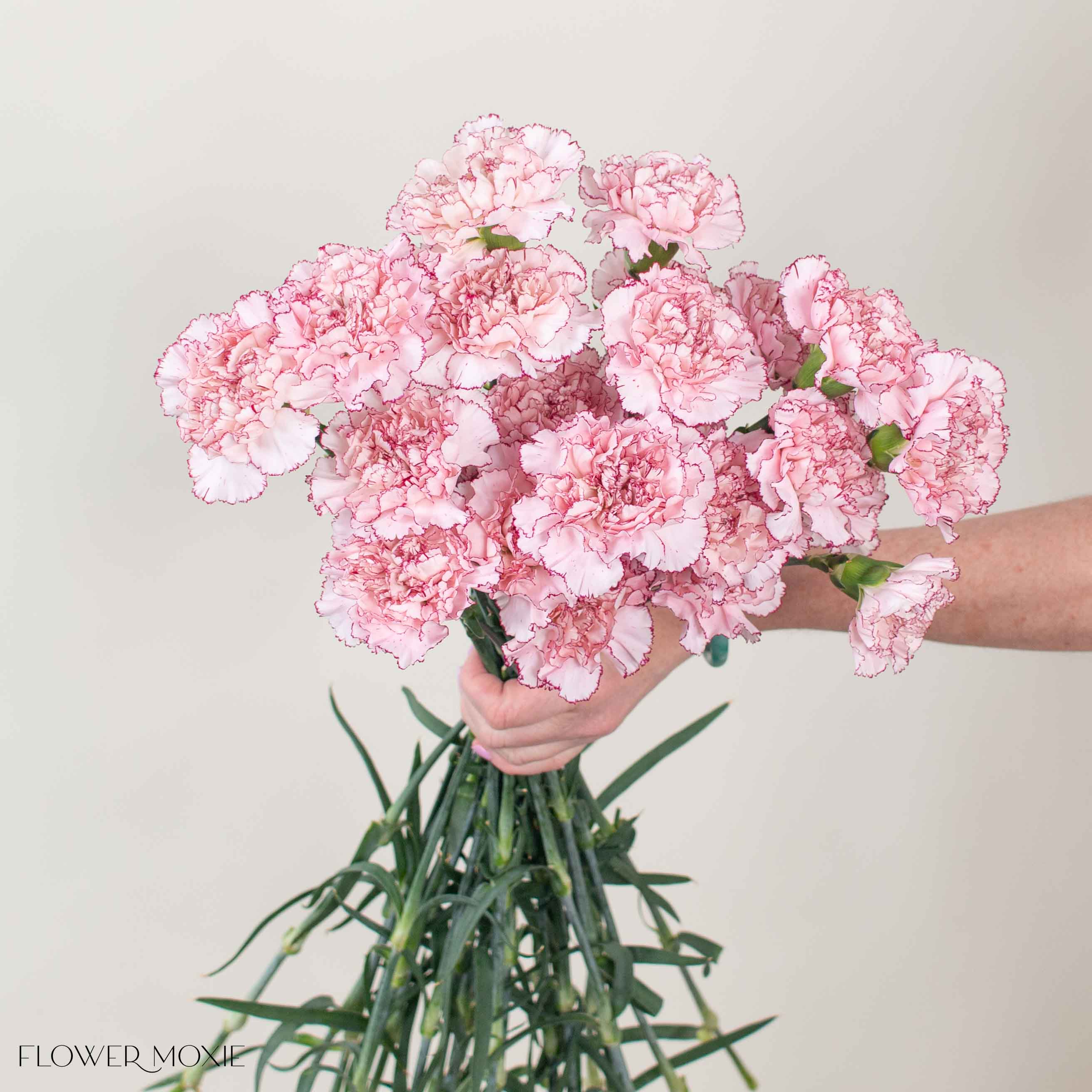Mariposa Carnation