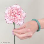 Mariposa Carnation