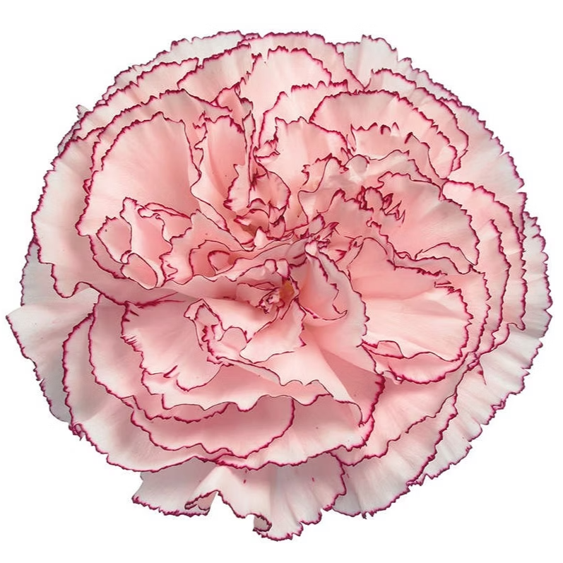White and Burgundy Carnation