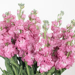 Mauve Stock Flower