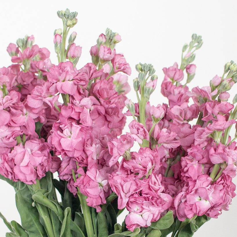 Mauve Stock Flower