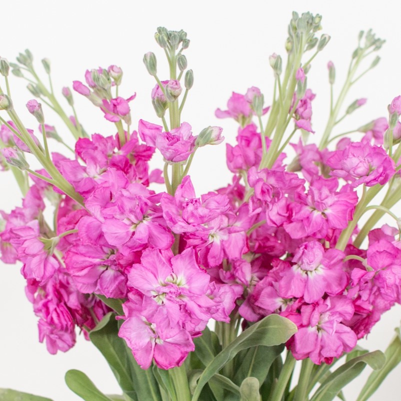 Medium Pink Stock Flower