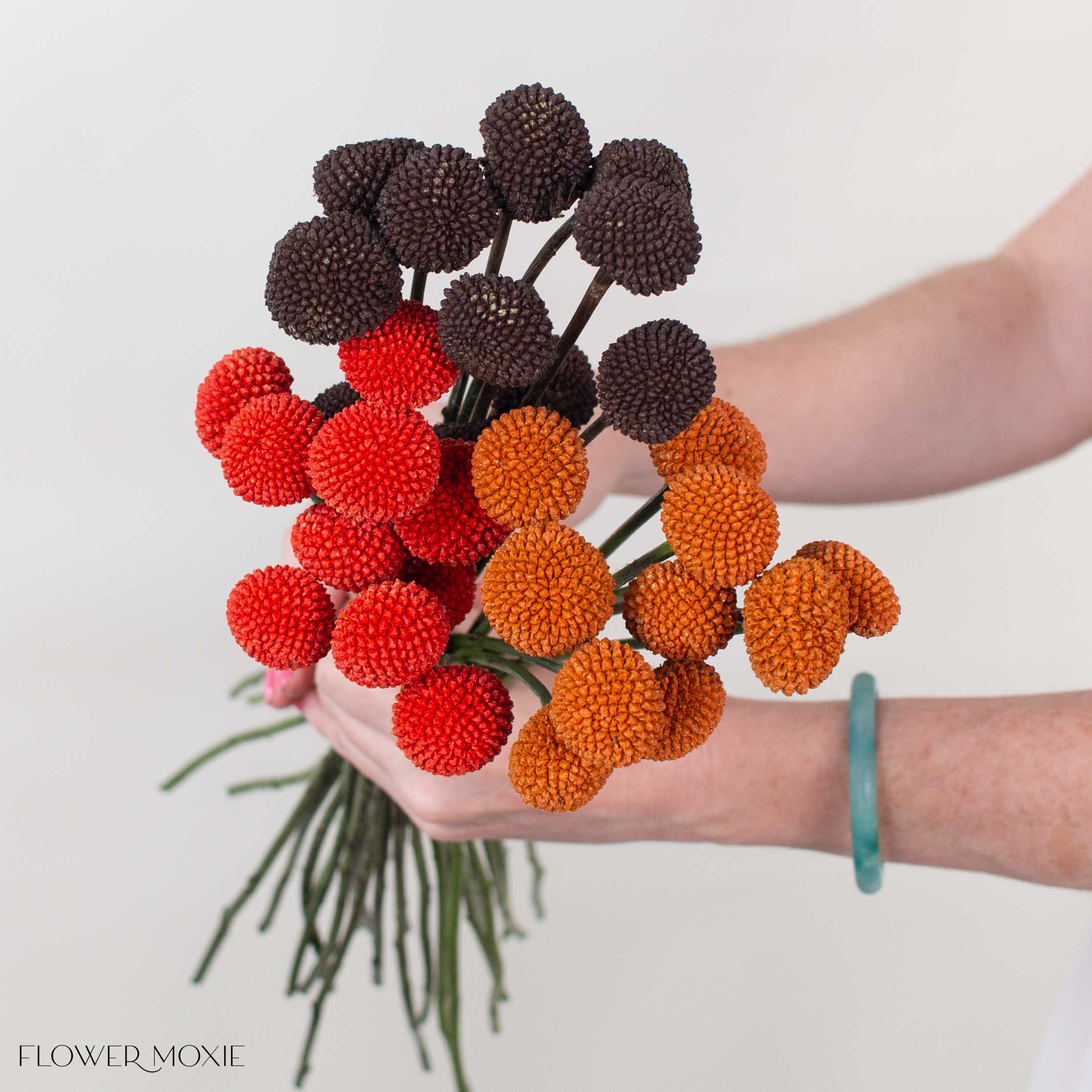 Spice Billy Ball Mixed Box
