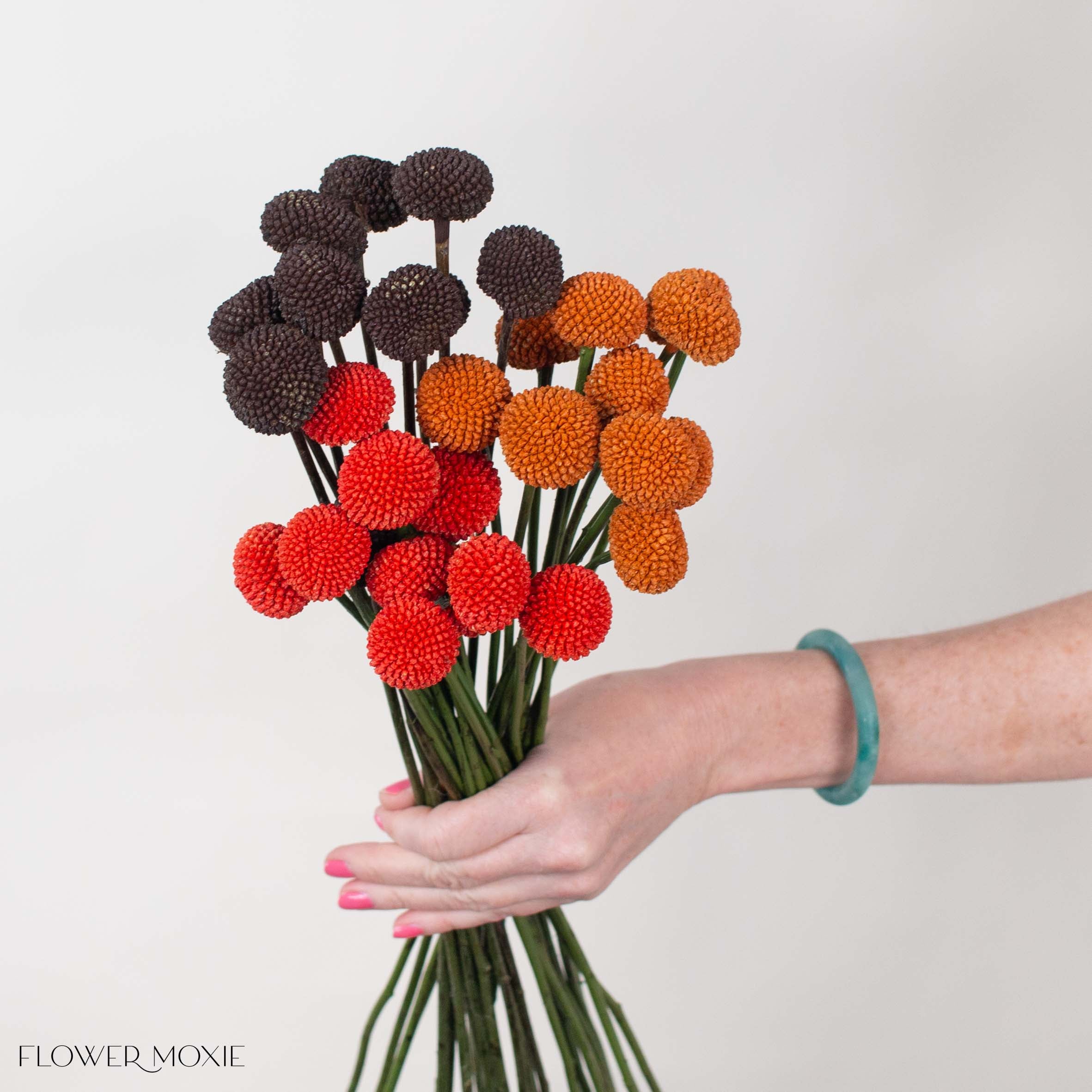 Spice Billy Ball Mixed Box
