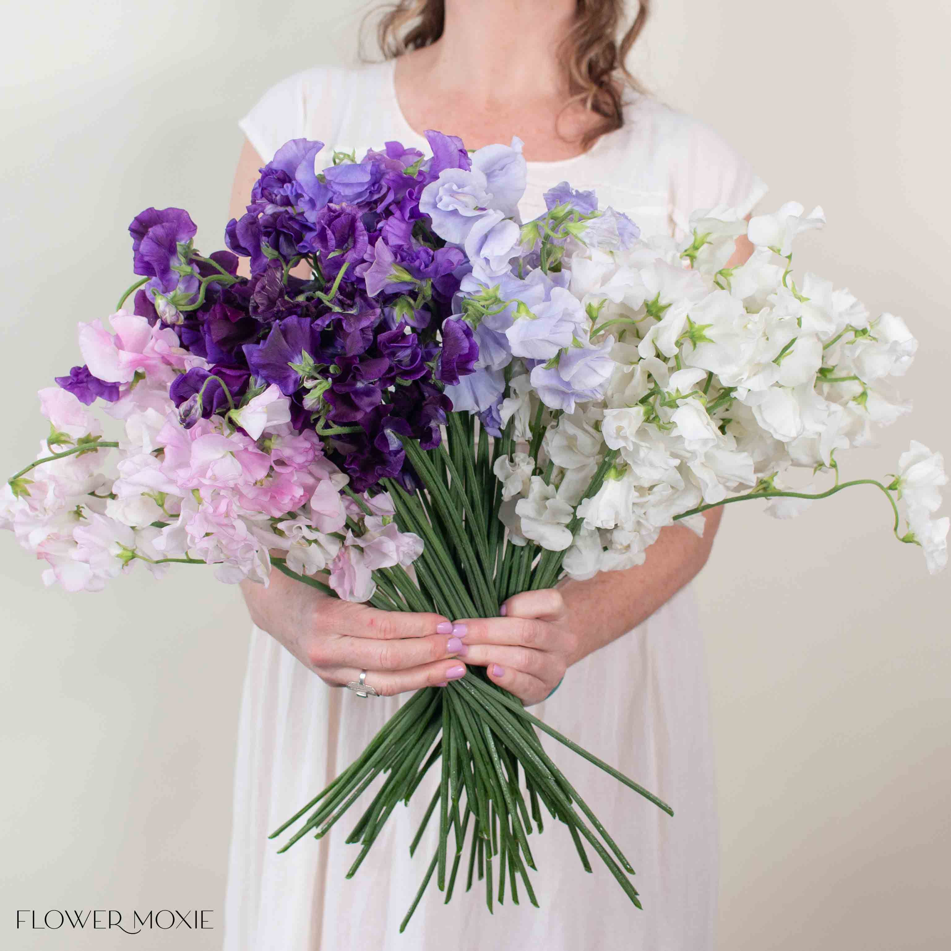 All colors Sweet Pea Mixed Box 