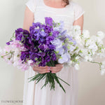 All colors Sweet Pea Mixed Box 