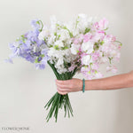 Pastels Sweet Pea Mixed Box 