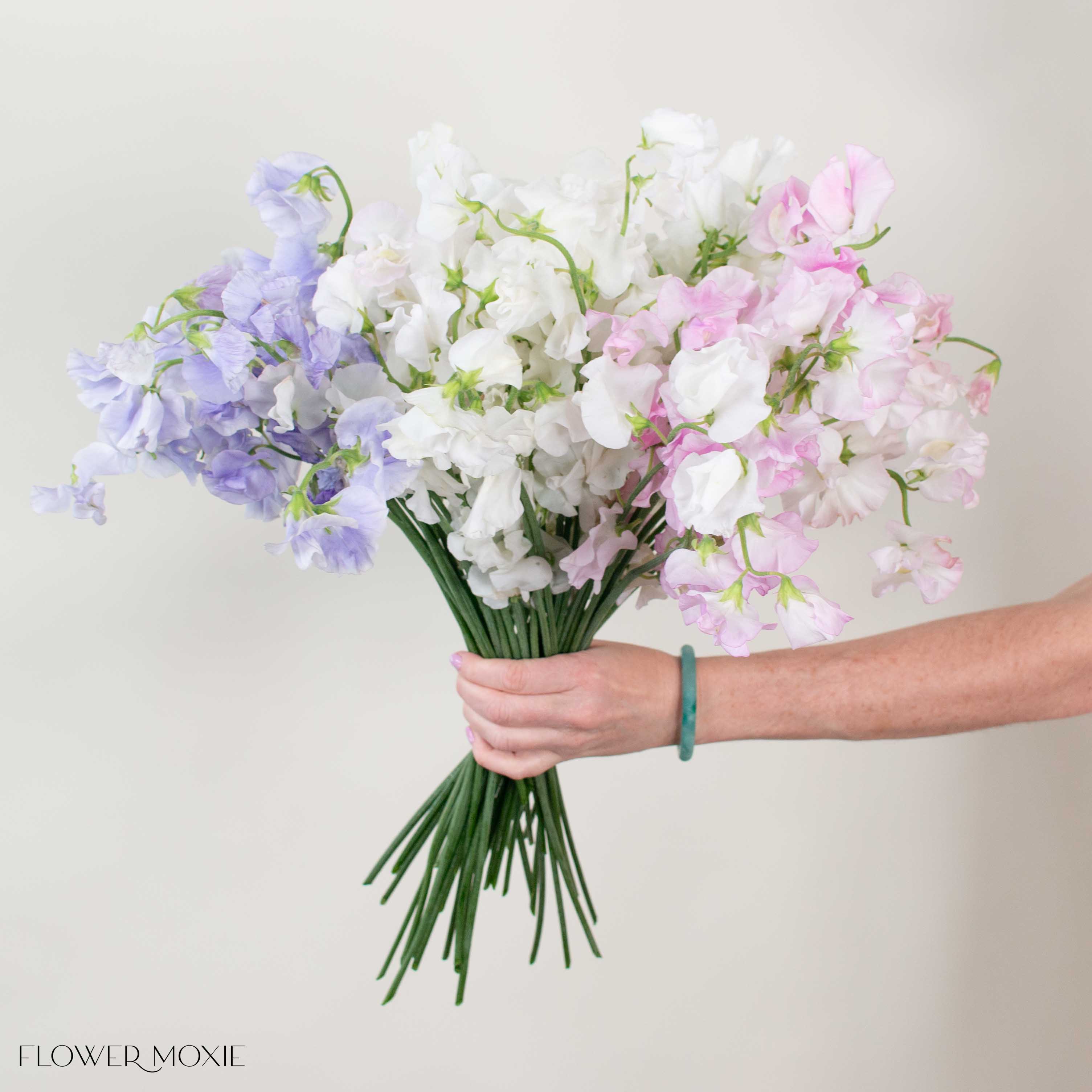 Pastels Sweet Pea Mixed Box 