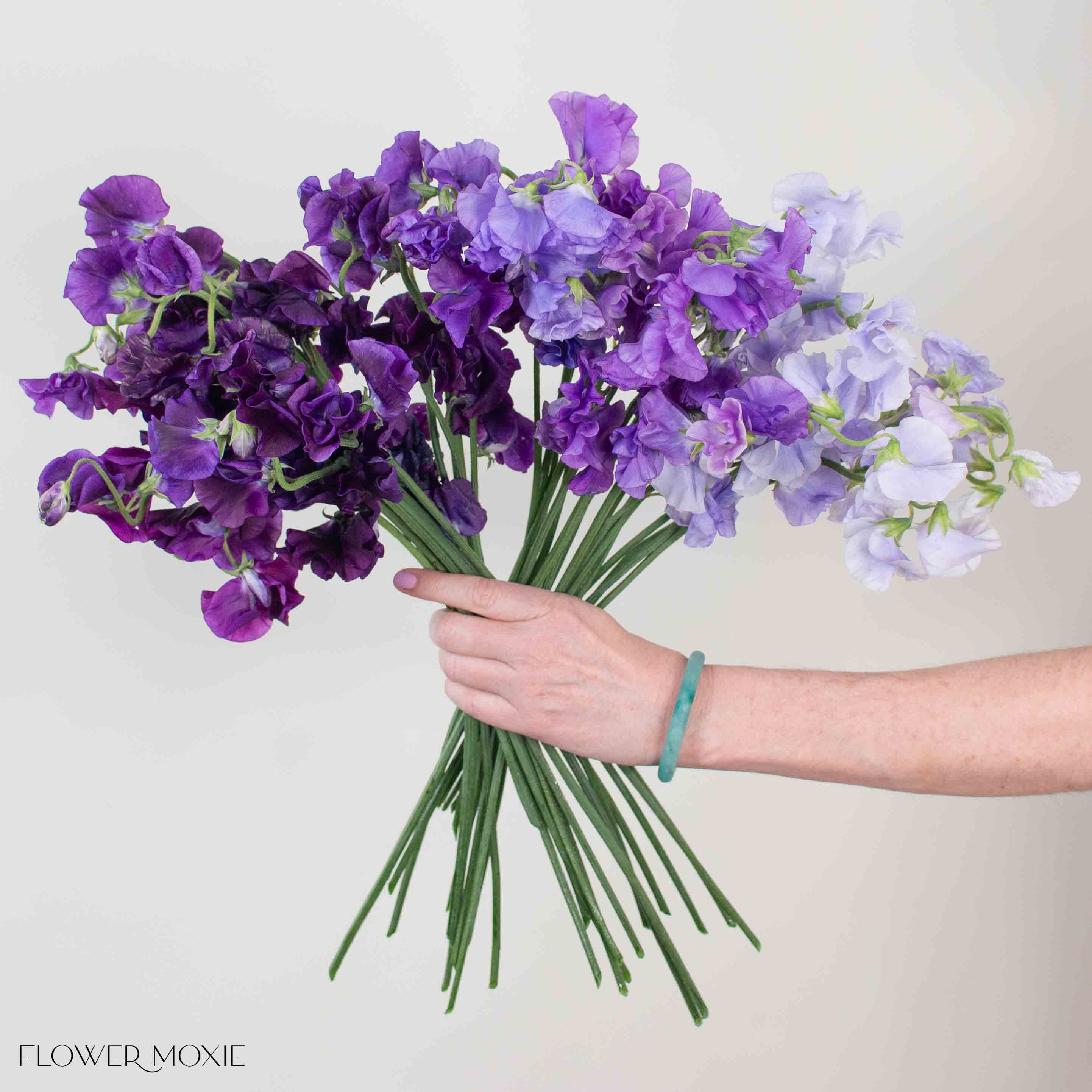 Purple Sweet Pea Mixed Box 