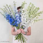 White and Blue Hybrid Delphinium Mixed Box