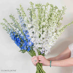 White and Blue Hybrid Delphinium Mixed Box