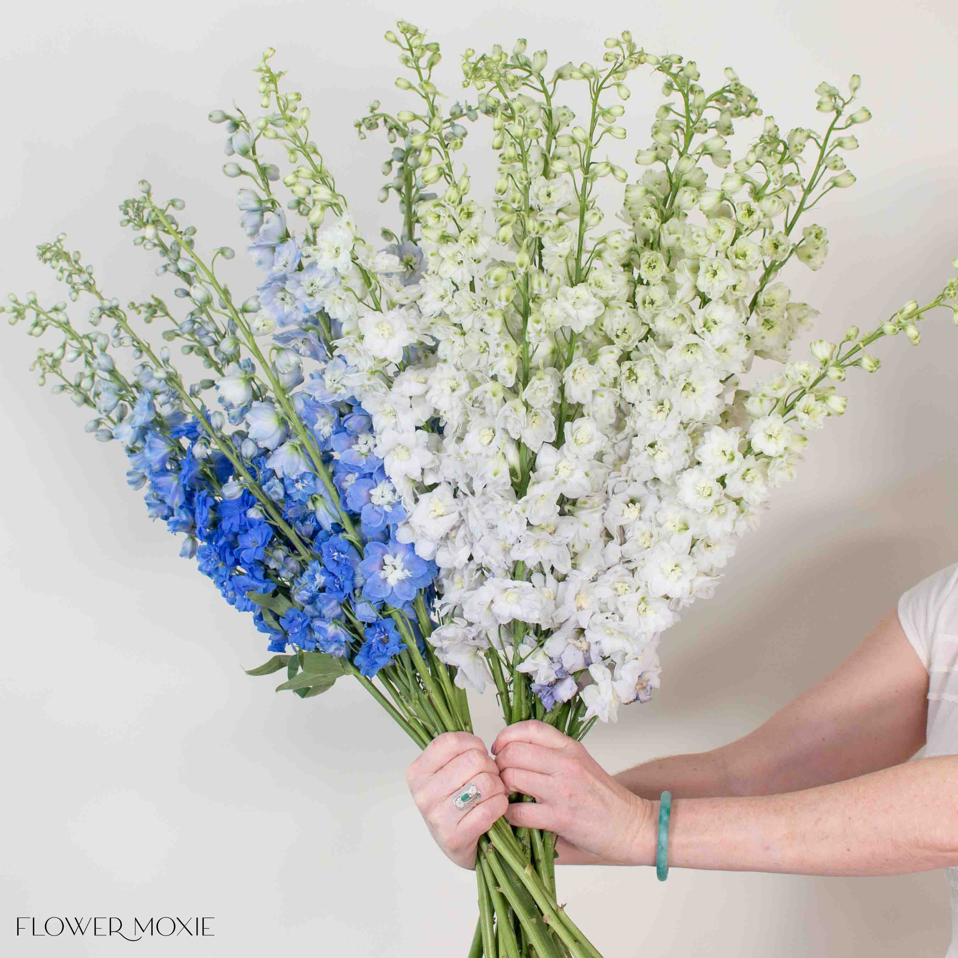 White and Blue Hybrid Delphinium Mixed Box