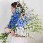 White and Blue Hybrid Delphinium Mixed Box