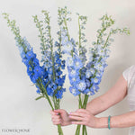 Blue Hybrid Delphinium Mixed Box