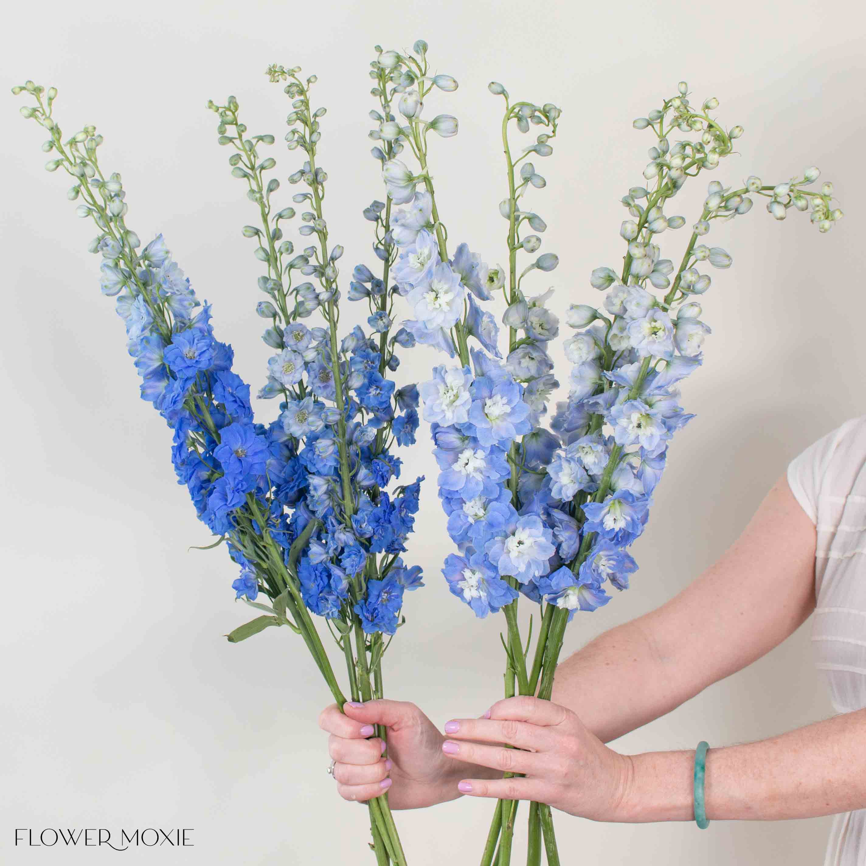 Blue Hybrid Delphinium Mixed Box