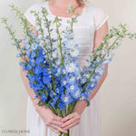 Blue Hybrid Delphinium Mixed Box