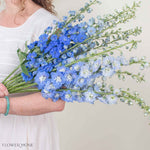 Blue Hybrid Delphinium Mixed Box