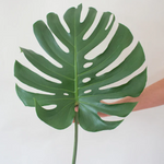 Monstera Leave Greenery